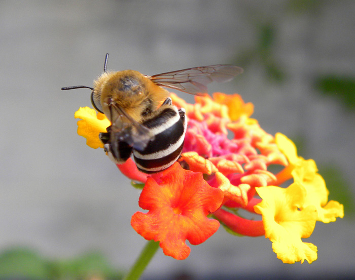 Amegilla cfr quadrifasciata